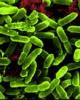 Probiotic đường ruột