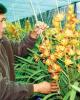 Kỹ thuật trồng và chăm sóc hoa lan