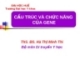 Cấu trúc và chức năng của gene